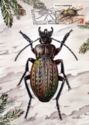 Ground Beetle (Carabus cancellatus)