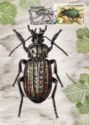 Ground Beetle (Carabus clathratus)