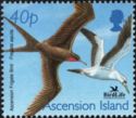 Ascension Frigatebird (Fregata aquila)