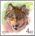 Wolf (Canis lupus)