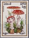 Amanita Muscaria