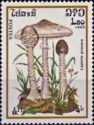 Lepiota Procera