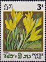 Crocus aureus