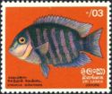 Pearlspot Cichlid (Etroplus suratensis)