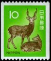 Sika Deer (Cervus Nippon)