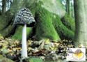 Coprinus picaceous