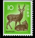 Sika Deer (Cervus nippon)