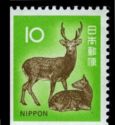 Sika Deer (Cervus nippon)