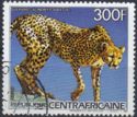Cheetah (Acinonyx jubatus)