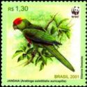 Sun Parakeet (Aratinga solstitialis auricapilla)