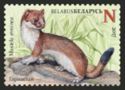 Stoat (Mustela erminaea)