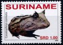 Surinam horned frog (Ceratophrys cornuta)