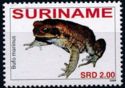 Cane or marine toads (Bufo marinus)