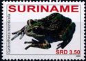 Mountain Marsupial Frog (Gastrotheca monticola)