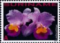 Laeliocattleya sp.