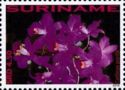 Cattleya portia