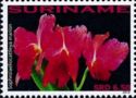 Sophrolaeliocattleya marion