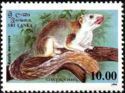 Grizzled Giant Squirrel (Ratufa macroura)