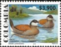 Ruddy Duck (Oxyura jamaicensis) (see Description)