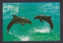 Bottlenose dolphins