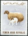 Sheep (Ovis aries)