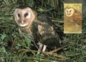 Eastern Grass Owl (Tyto longimembris)