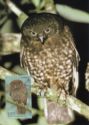 Southern Boobook (Ninox boobook lurida)