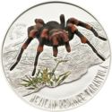 1 Dollar (Mexican Redknee Tarantula)