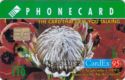 CardEx 95 - Protea Flower