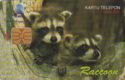 Raccoon