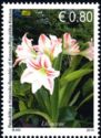 Liliaceae (Hippeastrum sp.)