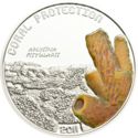1 Dollar (Aplysina Fistularis)