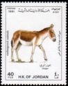 Onager (Equus hemionus onager)