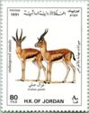 Arabian Gazelle (Gazella gazella)