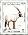 Arabian Oryx (Oryx leucoryx)