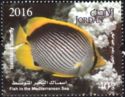 Black-back Butterflyfish (Chaetodon melannotus)