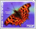 Polygonia comma