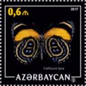 Aegina Numberwing (Callicore lyca)