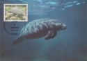 Caribbean Manatee (Trichechus manatus)