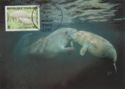 Caribbean Manatee (Trichechus manatus)