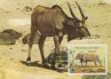 Giant Eland (Taurotragus derbianus)