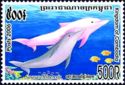 Indo-Pacific Humpback Dolphin (Sousa chinensis)