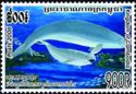 East Asian Finless Porpoise (Neophocaena phocaenoides)