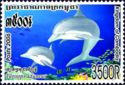 Indo-Pacific Bottlenose Dolphin (Tursiops aduncus)