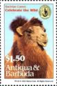 Bactrian camel (Camelus bactrianus)