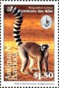 Ring-tailed Lemur (Lemur catta)
