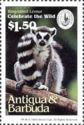 Ring-tailed Lemur (Lemur catta)