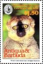 Red-fronted Brown Lemur (Eulemur rufifrons)
