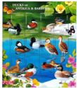Ducks of Antigua & Barbuda