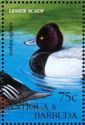 Lesser Scaup (Aythya affinis)